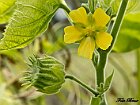 Abutilon theophrasti