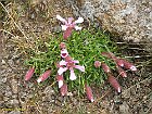Saponaria Pumila
