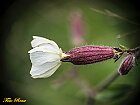 fiore 2
