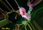 Orchidea
