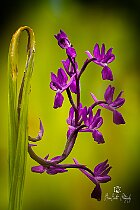 Anacamptis-laxiflora-viola