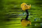 Nuphar lutea