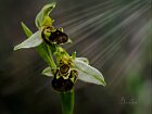 Ophrys-apifera