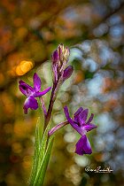 Anacamptis-laxiflora
