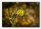 Oenothera-biennis-Enagra-comune