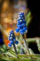 Muscari 2