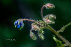 Boraggine
