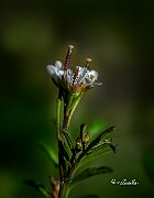 Cardamine-parviflora