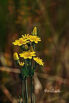 Centauro giallo Blackstonia perfoliata