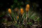 Crocus-gialli