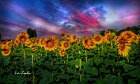 Girasoli-tramonto