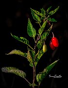 Solanum-dulcamara
