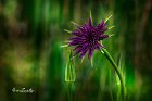 Tragopogon-porrfolius-L.Barba-di-becco
