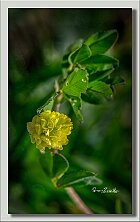 Trifoglio-campestre