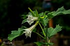 Datura-stramonium