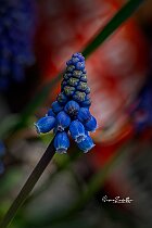Muscari-blu