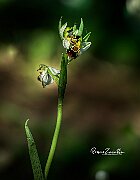 Ophrys-apifera-doppia