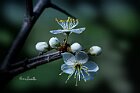 Prunus-Spinosa-fiore