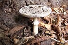 Amanita pantherina 1