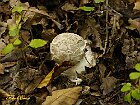 Amanita pantherina 2