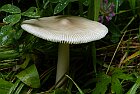 Amanita vaginata