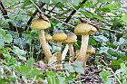 Armillaria mellea