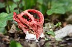 Clathrus-cancellatus 1