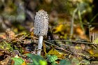 Coprinus-comatus-2
