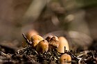Coprinus-micaceus