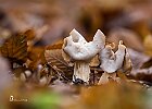 Helvella-crispa