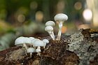 Oudemansiella-mucida-Fungo-di-porcellana