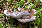 Funghi