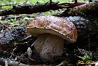 Funghi