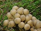 Vescia Piriforme
