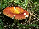 Colombina Dorata