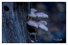 Schizophyllum-commune