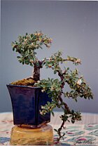 Cotoneaster maggio 1994