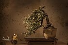 I miei Bonsai