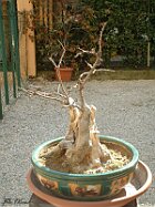 Melograno marzo 2003