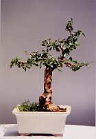 Olivastro 1992