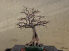 Zelkova gennaio 2010