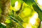 Anacridium-aegyptium