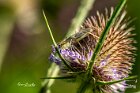 Grillo-arboricolo-Oecanthus-pellucens