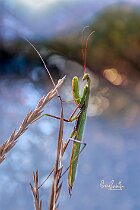 Mantide-religiosa-prega