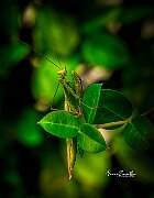Mantide-religiosa-pulizia