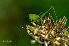 Phaneroptera sp