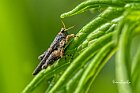 Tetrigidae