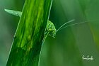 Tettigonia  viridissima