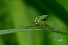 Tettigonia-virdissima-