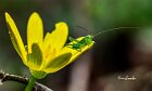 Tettigonia-viridissima